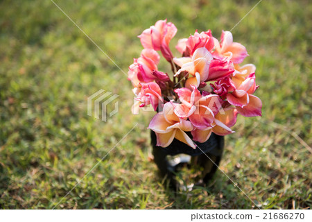 plumeria flower in the vase ,soft focus. 21686270