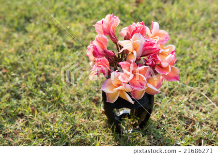 plumeria flower in the vase ,soft focus. 21686271