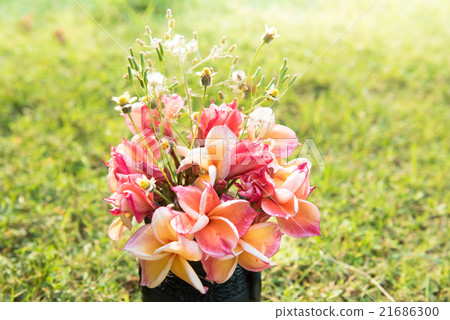 plumeria flower in the vase,soft focus. plumeria flower in the vase,soft focus. 21686300