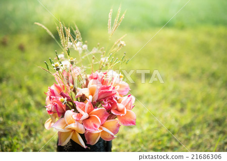 plumeria flower in the vase,soft focus. plumeria flower in the vase,soft focus. 21686306