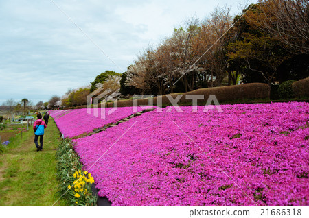 Moss maker in Sagami River 21686318