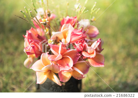 plumeria flower in the vase,soft focus. plumeria flower in the vase,soft focus. 21686322