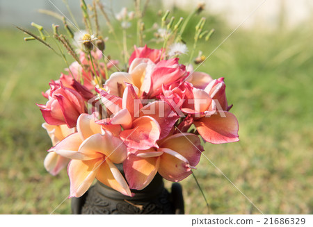 plumeria flower in the vase,soft focus. 21686329