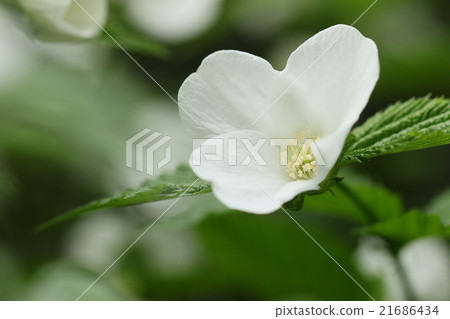 Yamabiki Yamabiki 21686434