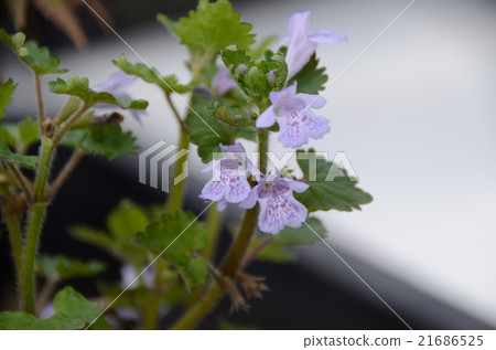 鮮花與牡蠣和鮮花 鮮花與牡蠣和鮮花 21686525