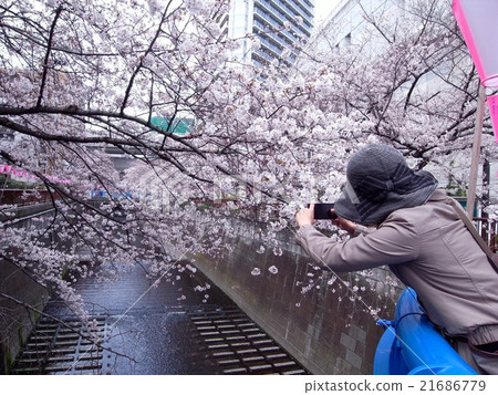 一個女人誰踏上自己，採取櫻花，東京櫻花的地標 21686779