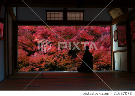 Look at a maple 21687078