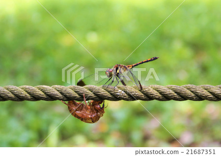 Castlet of dragonfly and cicada 21687351