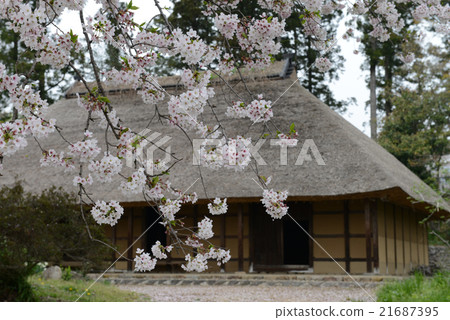Yoshino cherry tree blooming in an old private house 21687395