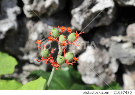 Jatropha podagr 21687480