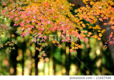 Sho-zan's autumn leaves 21687486