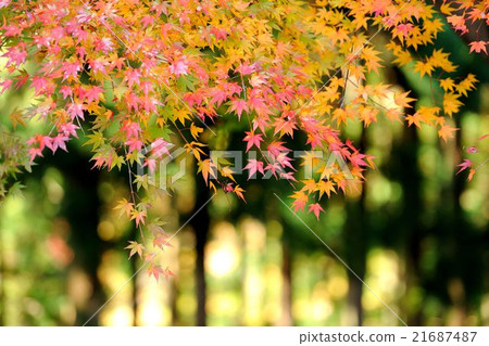 Autumn leaves of Kyoto shoshan 21687487