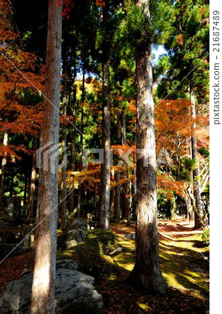 Autumn leaves of Kyoto shoshan Autumn leaves of Kyoto shoshan 21687489