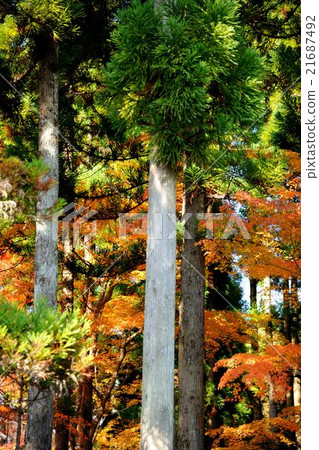 Autumn leaves of Kyoto shoshan 21687492