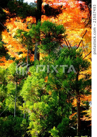 Autumn leaves of Kyoto shoshan 21687493