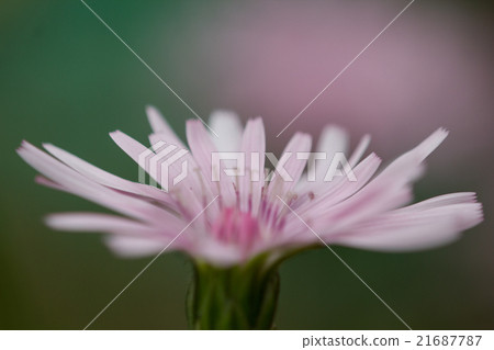 Beautiful peach color dandelion Native southeast Europe Balkans Peninsula April 2 Shooting at Kochi home 21687787