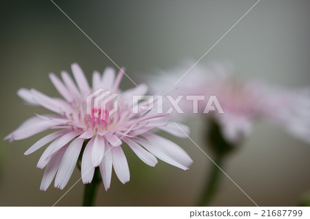 美麗的桃子顏色蒲公英原產東南歐巴爾幹半島4月2日在高知家射擊 21687799