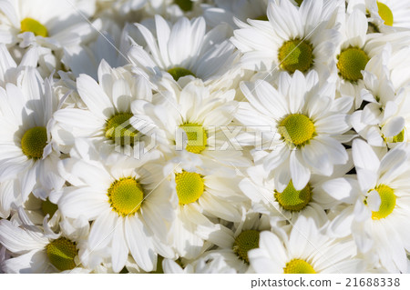 flowers Chrysanthemums white closeup flowers Chrysanthemums white closeup 21688338
