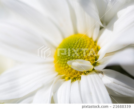 Chrysanthemum white closeup 21688339