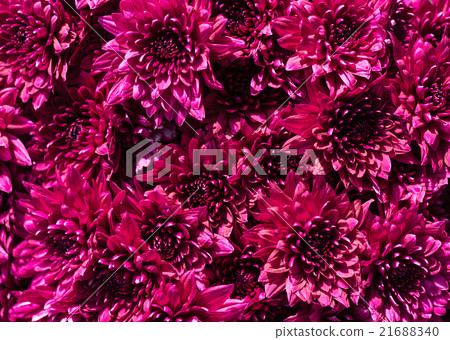 pink chrysanthemums close-up pink chrysanthemums close-up 21688340