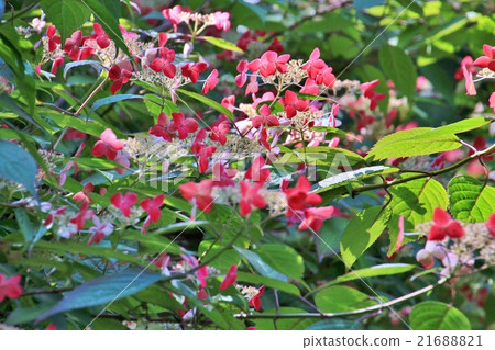 一組Yamah繡球花 一組Yamah繡球花 21688821