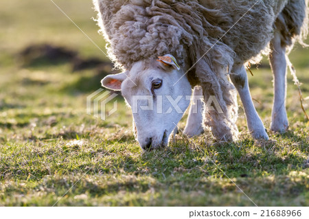 sheep in the meadow 21688966
