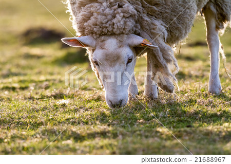 sheep in the meadow sheep in the meadow 21688967