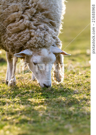 sheep in the meadow 21688968