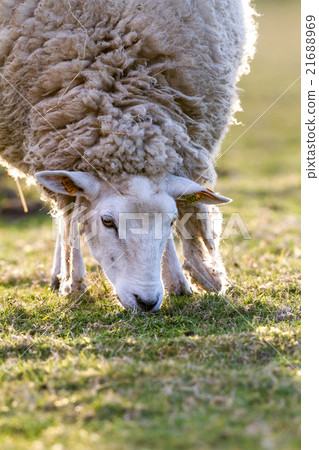 sheep in the meadow sheep in the meadow 21688969