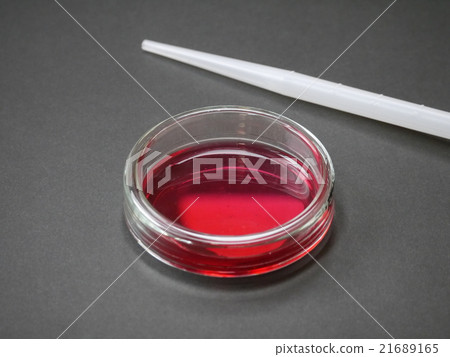 細胞培養（菜） 21689165