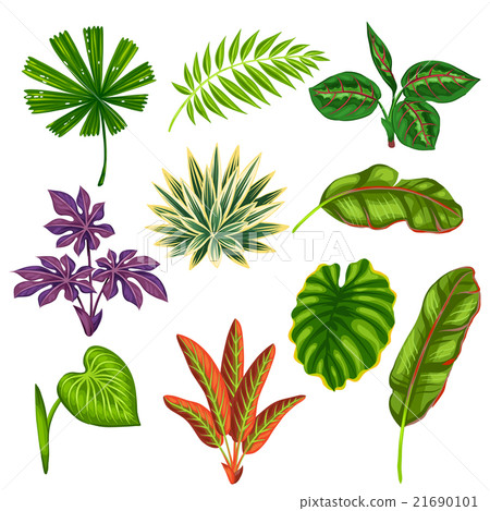 Set of stylized tropical plants and leaves 21690101