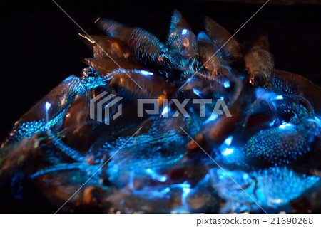Light emission of firefly squid Light emission of firefly squid 21690268
