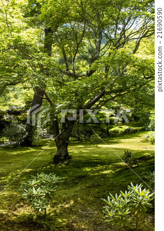 Fresh green treasure house 21690590