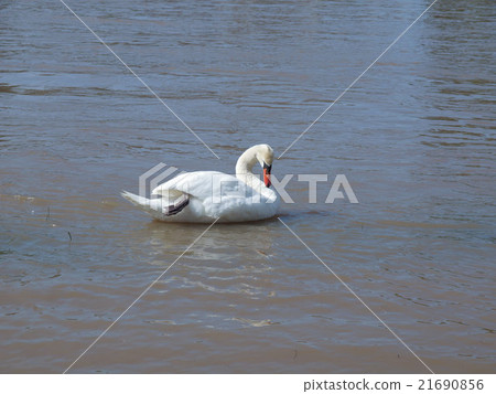 Swan bird Swan bird 21690856