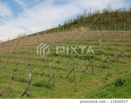 Grapevine vitis Grapevine vitis 21690857