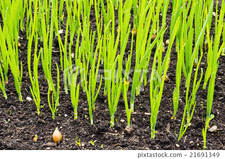 Bed with green onion 21691349