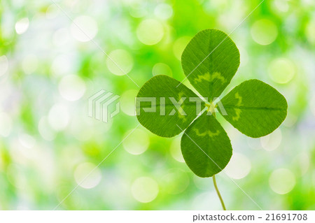 Four leaf clover eco image 21691708