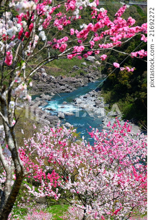 Ground bridge Niteodogawa-cho, Kochi prefecture Ground bridge Niteodogawa-cho, Kochi prefecture 21692272