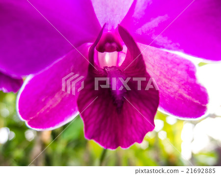 pink orchid 21692885
