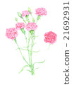 Carnation (watercolor painting, botanical art) 21692931