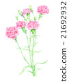 Carnation (watercolor painting, botanical art) 21692932