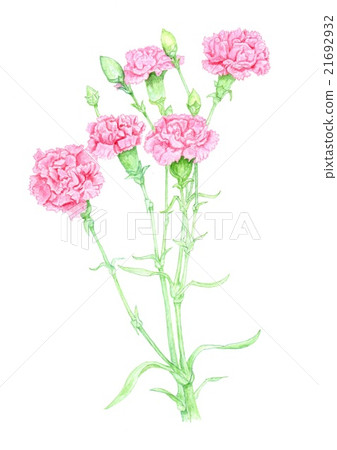 Carnation (watercolor painting, botanical art) Carnation (watercolor painting, botanical art) 21692932