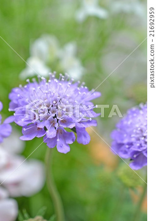 Scaviosa Scaviosa 21692959