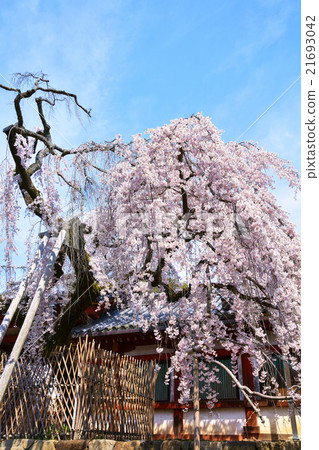 奈良縣冰室神社櫻花 21693042