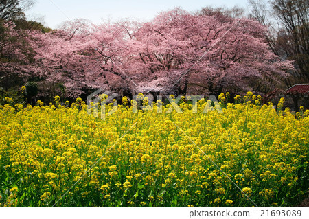 Cherry blossoms and rape fields Cherry blossoms and rape fields 21693089