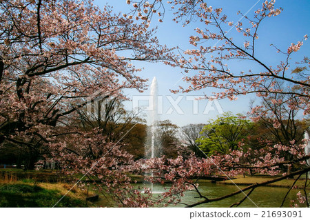 Fountain and cherry blossoms at Yoyogi Park Fountain and cherry blossoms at Yoyogi Park 21693091