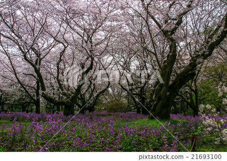 Cherry blossoms and lavender fields 21693100