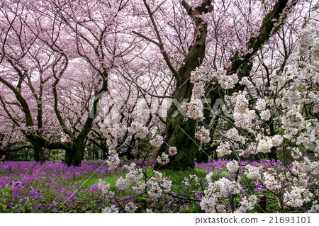 Cherry blossoms and lavender fields 21693101