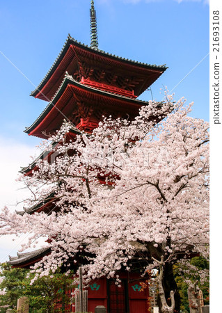 Ikegami Honmonji 5層寶塔和櫻花 Ikegami Honmonji 5層寶塔和櫻花 21693108
