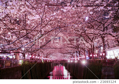 Meguro River full bloom Cherry blossom azalea light up Meguro River full bloom Cherry blossom azalea light up 21693124